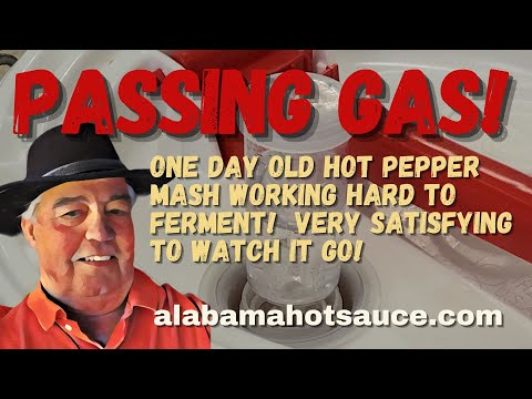 Passing Gas - Pepper Fermentation at Work! @MrPhilsAlabamaHotSauce #makinghotsauce #fermentinghotsauce