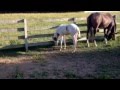 KF One Kool Image APHA Pinto Breeders Trust 2012 Stallion
