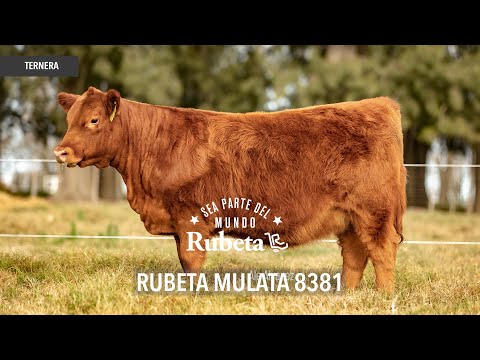 RUBETA MULATA 8381
