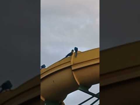 Arará Canindé no parque aquático em caldas novas GO #arara #birds #aves  #caldasnovas