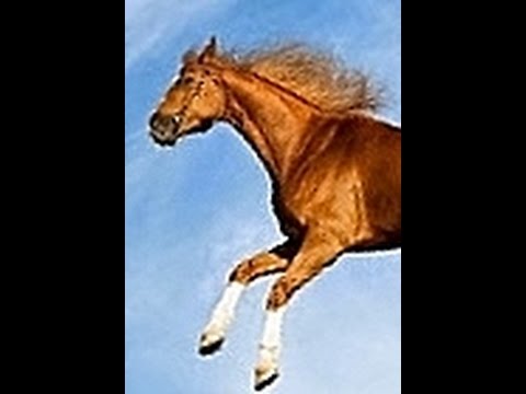 Israel's righteous defender (Israel:The nonham household of Royal Israel/Royal Shem)