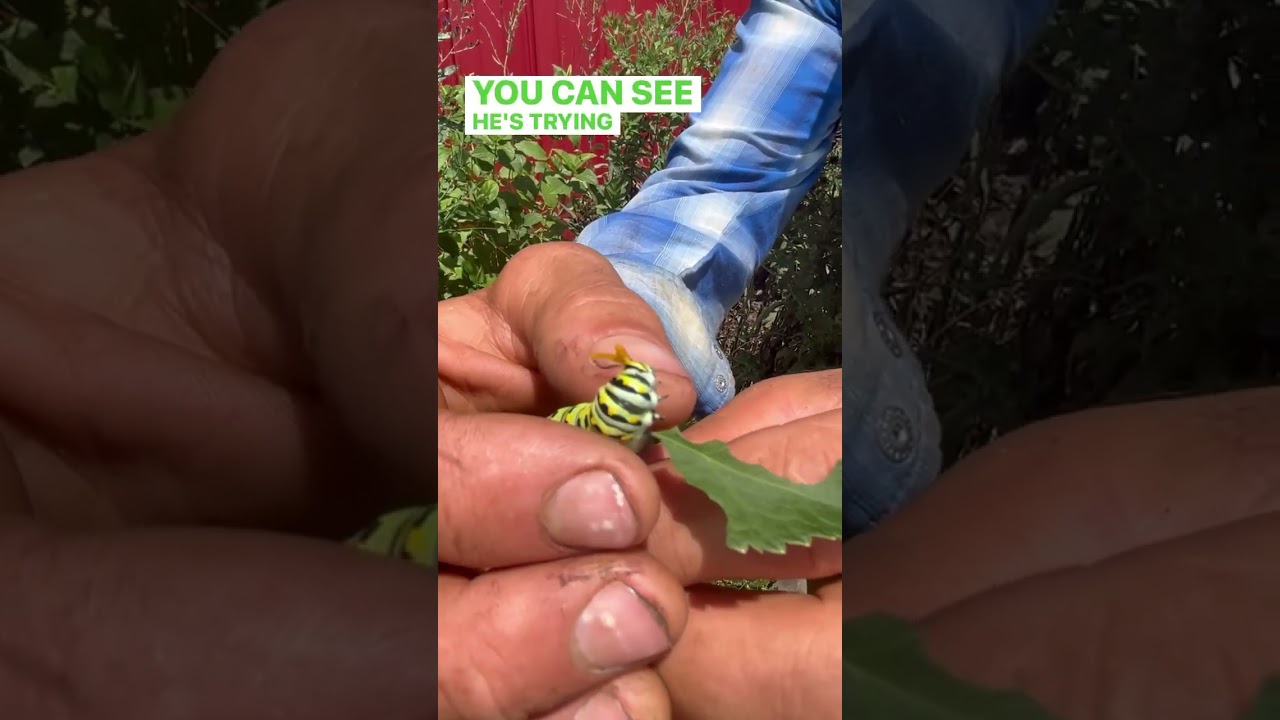 Zizia aurea (#GoldenAlexander) provides a feast for Eastern Black Swallowtail caterpillars. 🌼🐛
