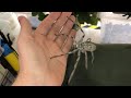 Giant Huntsman Spider From Australia