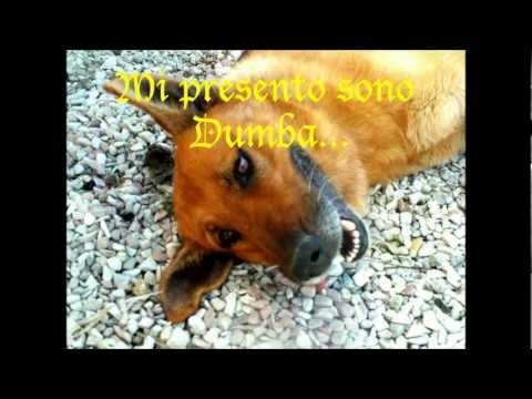 Adozione urgente per Dumba !!