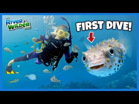 KIDS scuba dive with PUFFERFISH, LOBSTERS and EELS!