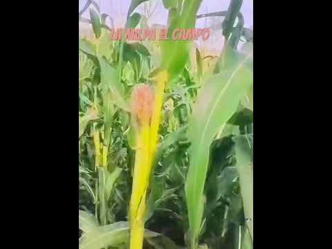 Zacatecoluca La Paz El Salvador