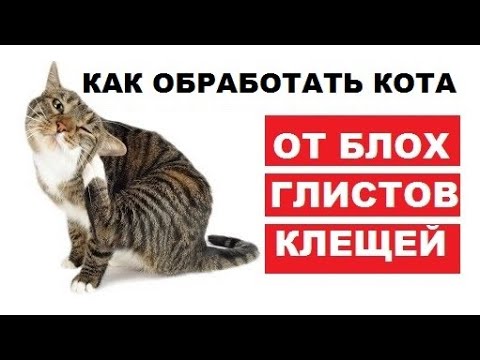 Как обработать кота от клещей, глистов и блох