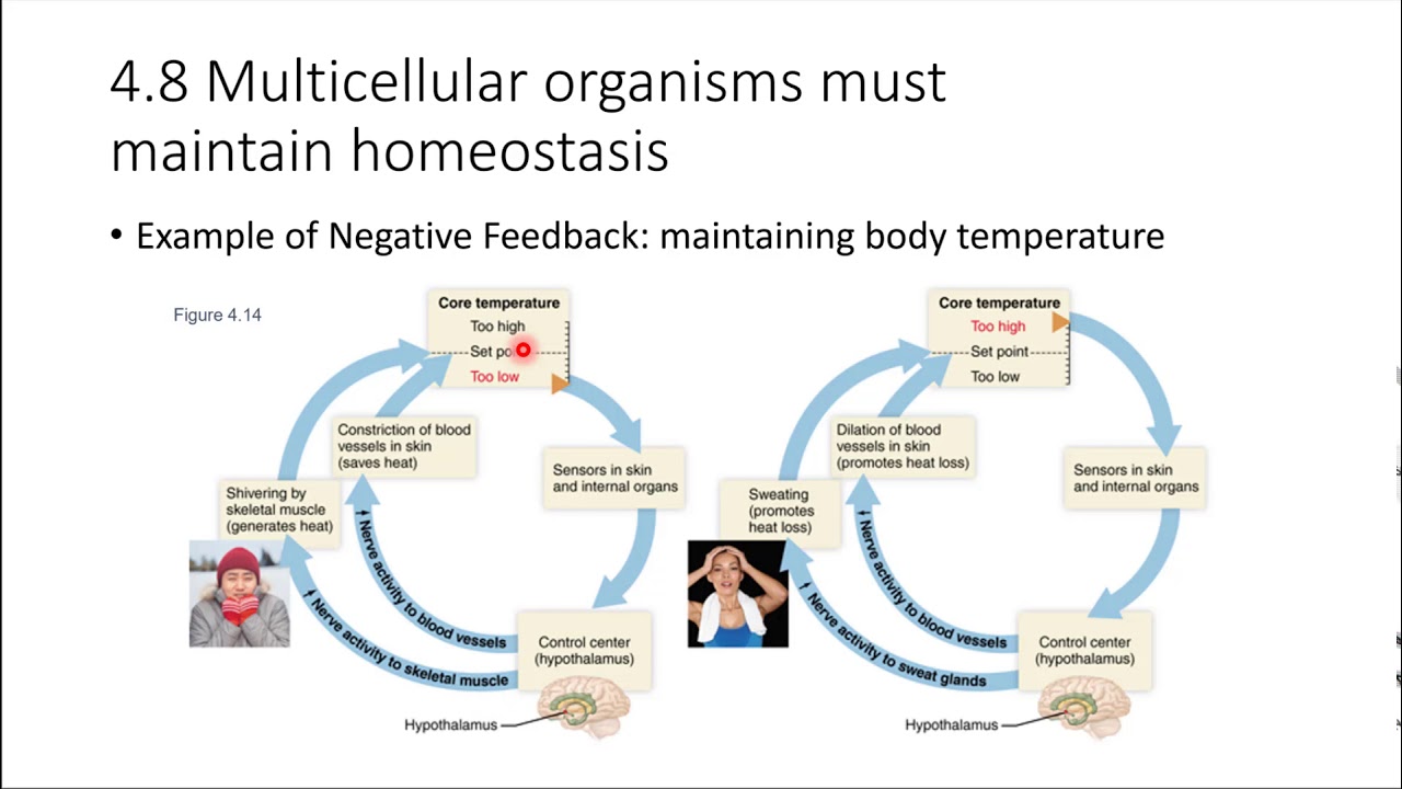 Ch04_8 Homeostasis