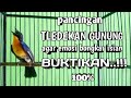 PANCINGAN TLEDEKAN GUNUNG AGAR EMOSI IKUT GACOR