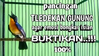 Download lagu PANCINGAN TLEDEKAN GUNUNG AGAR EMOSI IKUT GACOR mp3
