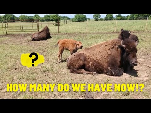 Allons voir les chiens rouges !