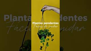 #Shorts PLANTAS PENDENTES FÁCEIS DE CUIDAR