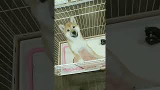 柴犬の動画03