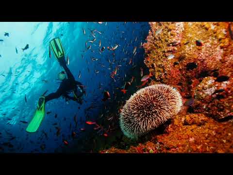 Dubdogz, Watzgood, Céu - Sem Chão (Malemolência)