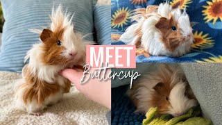 WE GOT ANOTHER GUINEA PIG?! || Meet Buttercup!🐽🌼