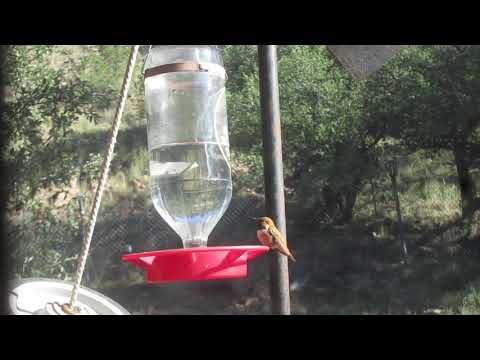 Satan (Lucifer hummingbird) fighting all the way!