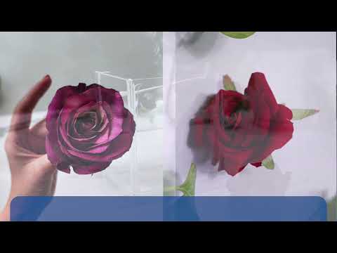Video Destacado