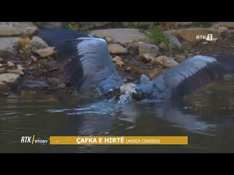 RTK Story - ÇAFKA E HIRTË (ARDEA CINEREA) 09.04.2021