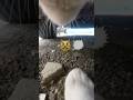 Cat Cat Fight POV Cat Chases Cat ‍