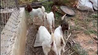 Goat Animals Videos