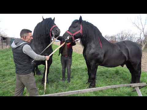 Armasarii lui Lupu Sor de la Orlat, Sibiu - 2023 Nou!!!