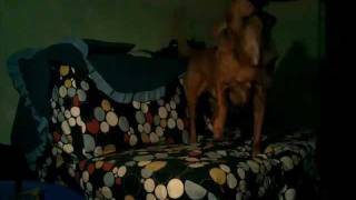 Millencolin - Take It Or Leave It (dog cover)