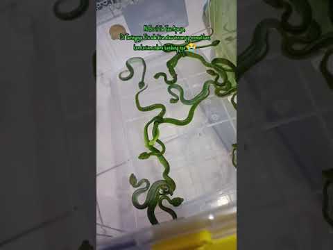 Baby Ular Berbisa Tinggi viper wagler saling mengigit dan berakhir kematian #shorts #venomsnake