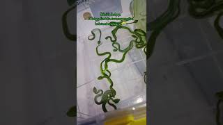 Download lagu Baby Ular Berbisa Tinggi viper wagler saling mengigit dan berakhir kematian #shorts #venomsnake mp3 Download lagu Baby Ular Berbisa Tinggi viper wagler saling mengigit dan berakhir kematian #shorts #venomsnake mp3