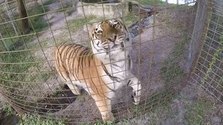 preview picture of video 'TIGER RUNS FOR TREATS!!'