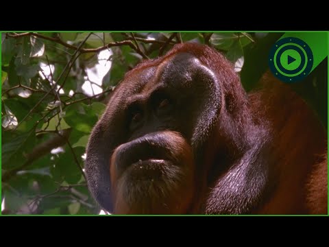 Why Orangutans Are Smarter Than You Think