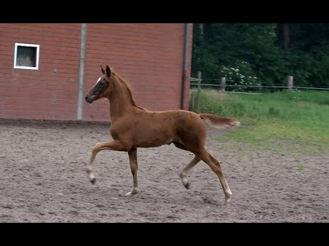 *2020 Stute von Livaldon - Soliman de Hus