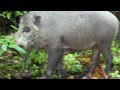 Up Close N Personal With The Bearded Pig Borneo