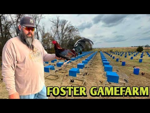 Pure Foster Kelso - FOSTER FARM - Oklahoma