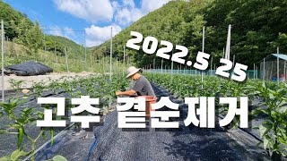 2022.5.25 고추 곁순제거