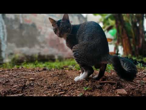 Why Do Cats Chase Their Tails? Cat's Curious Behavior Explained!