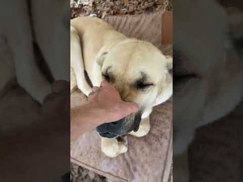 Az chooses to rest near Ary. I love the way they have bonded #narrowayhomestead #offgrid