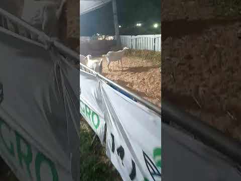 expoagrosiq em siqueira campos paraná