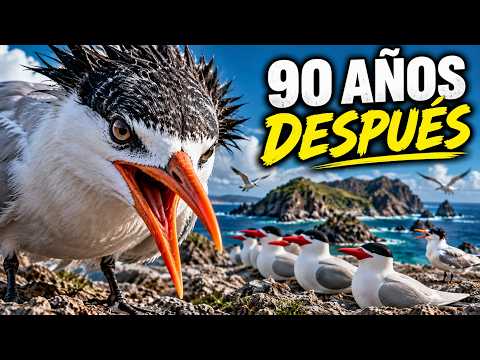 Isla San Roque Perdió una Especie Durante 90 Años — Y Nadie Sabía Qué La Hizo Desaparecer