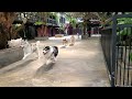 Husky Stampede