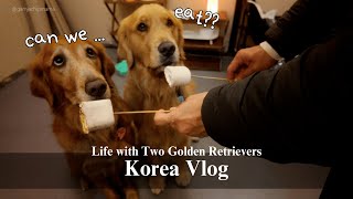 Reuniting My Dogs in Korea 🇰🇷 | Autumn Campnic, Wedding Moments & Our All-Over-the-Place Vlog