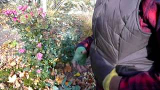 preview picture of video 'Fall Clean-up Prt 2 with Cool Garden Things' GartenGrl'