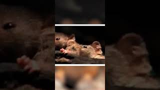 Download lagu EL ANIMAL QUE MUERE POR EXCESO DE SEXO  #shorts #datoscuriosos mp3