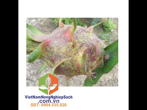 KỸ THUẬT XỬ LÝ BỆNH ĐỐM NÂU TRÊN CÂY THANH LONG