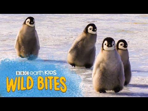 Penguins Go MONTHS Without Feeding! | Wild Bites | BBC Earth Kids