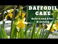 Caring for Daffodils Before and After They Flower 💛