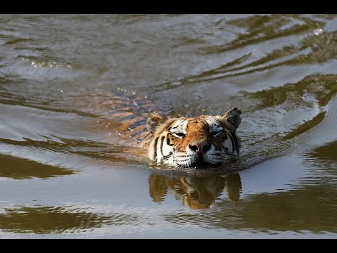 Our New World | Terra Mater Studios (Official Trailer)