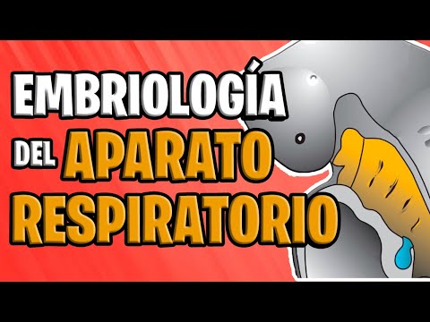 ✅ EMBRIOLOGÍA del APARATO RESPIRATORIO 😙💨