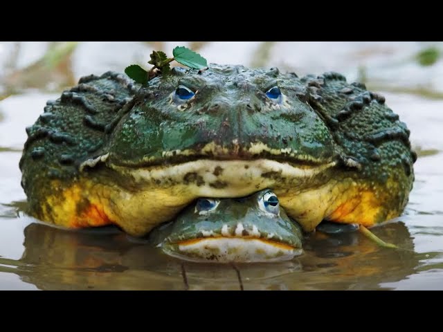 The Mating Game: Trailer | New Attenborough Series | BBC Earth