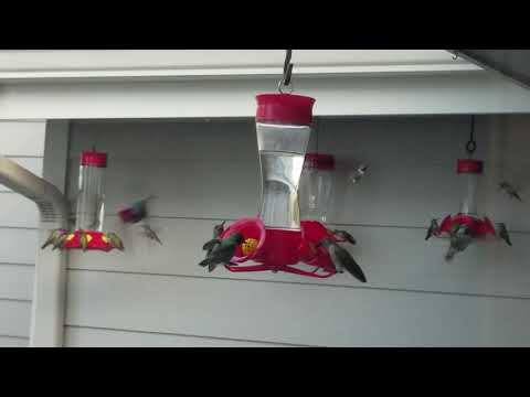 Hummingbird frenzy.