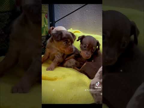 Prager Rattler - Pinscher Mini-thumb-1
